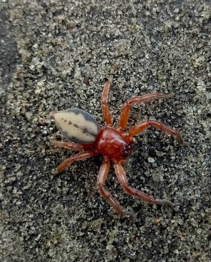 Picture of Thelcticopis - Dorsal