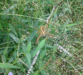 Picture of Argiope spp. (Garden Orb-weavers) - Ventral,Webs