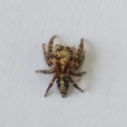 Featured spider picture of Hyllus semicupreus (Heavy-bodied Jumper)