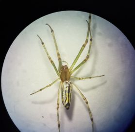 Picture of Leucauge decorata (Decorative Silver Orb Spider) - Dorsal