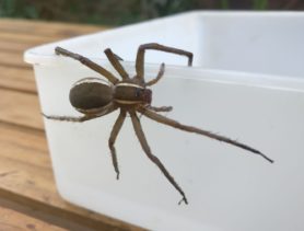 Picture of Pisauridae (Nursery Web Spiders) - Dorsal