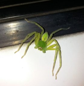 Picture of Olios milleti (Green Crab Spider) - Dorsal