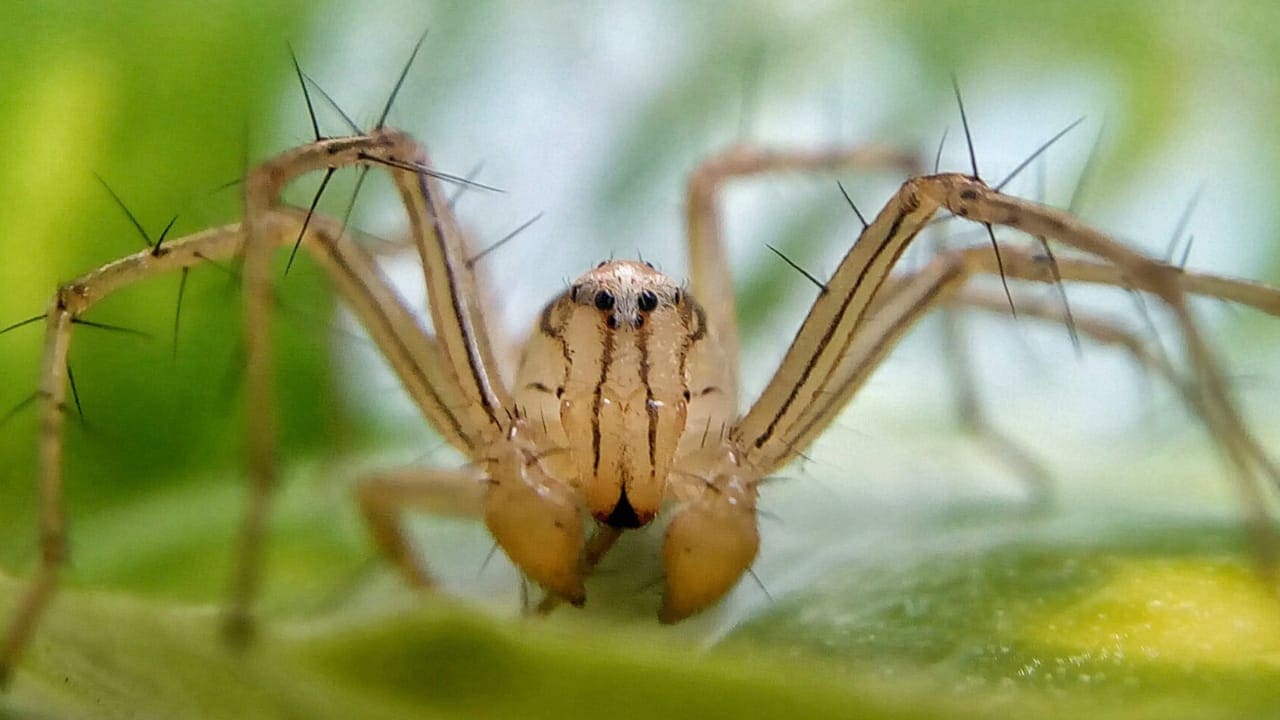 Male Oxyopidae (Lynx Spiders) in Hosur, India