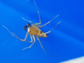 Picture of Oxyopes spp. - Male - Lateral