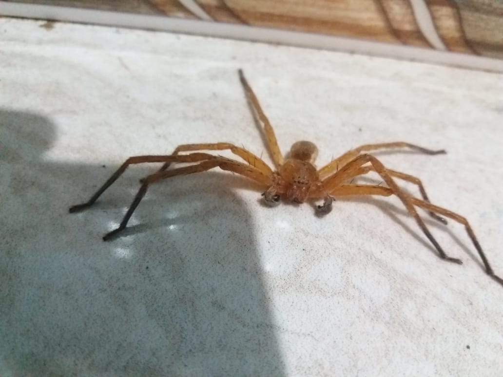 Picture of Sparassidae (Giant Crab Spiders) - Male - Dorsal,Eyes