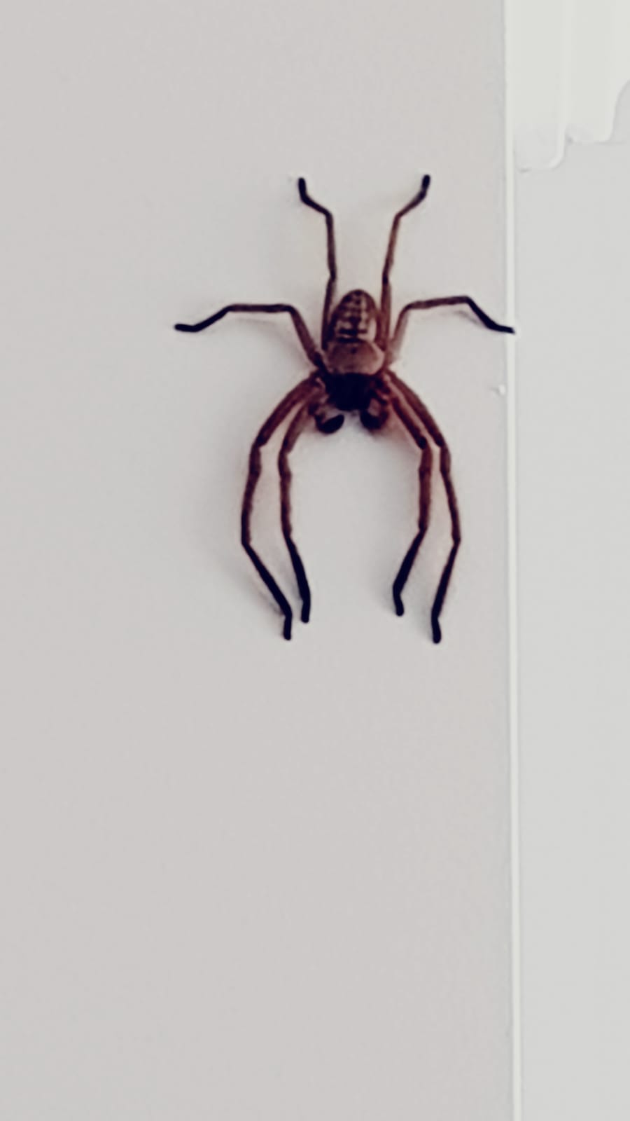 Picture of Sparassidae (Giant Crab Spiders) - Male - Dorsal