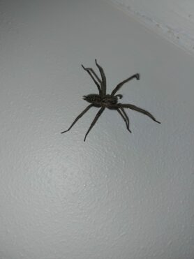 Picture of Eratigena atrica (Giant House Spider)