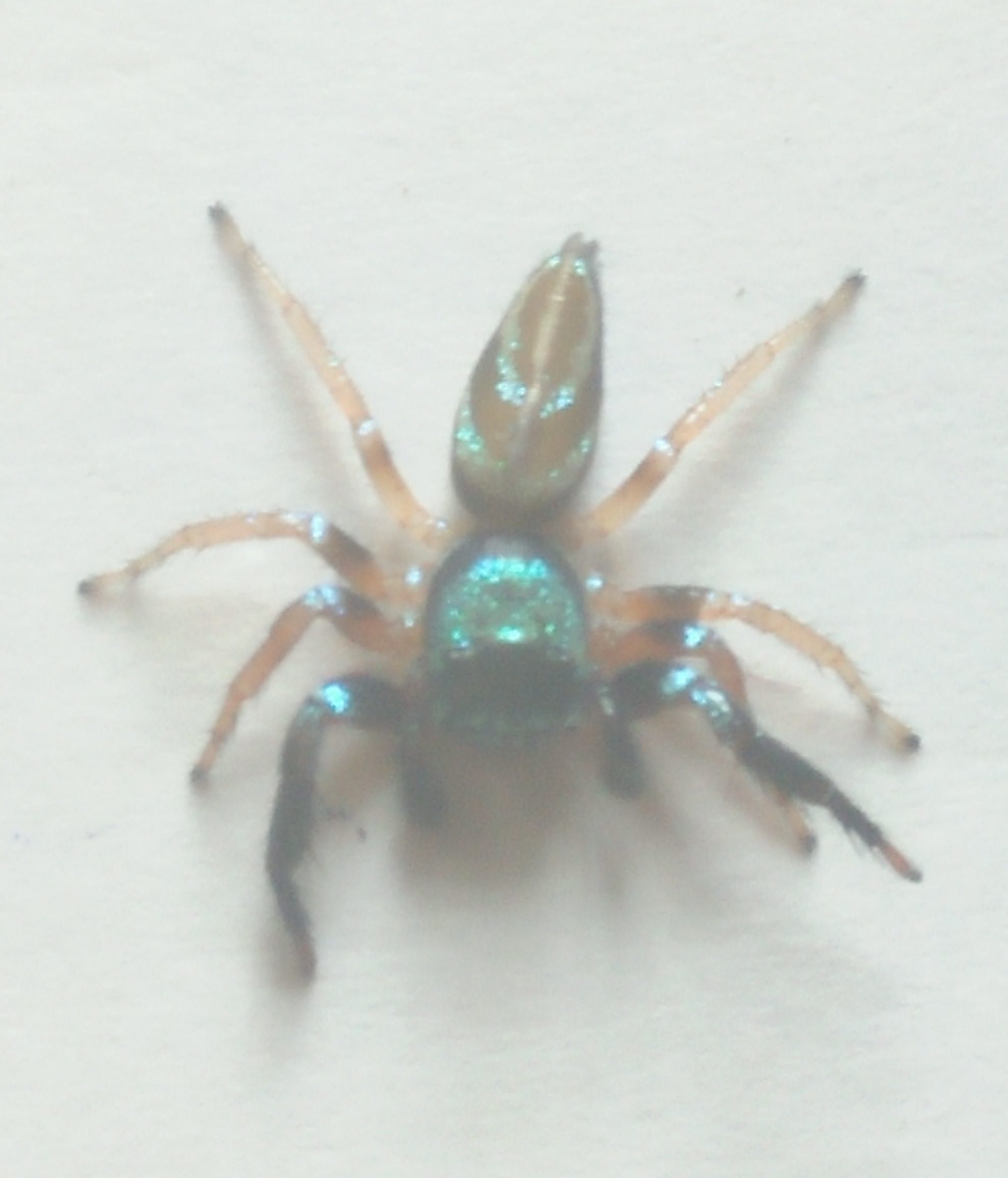 Picture of Thiania bhamoensis (Fighting Spider) - Male - Dorsal