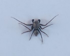 Picture of Oxyopidae (Lynx Spiders) - Male - Dorsal