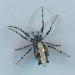 Featured spider picture of Cyclosa hexatuberculata