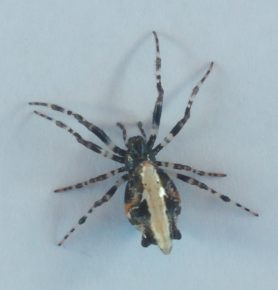 Picture of Cyclosa hexatuberculata - Female - Dorsal