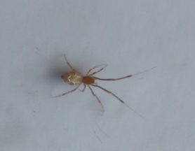 Picture of Theridiidae (Cobweb Weavers) - Dorsal