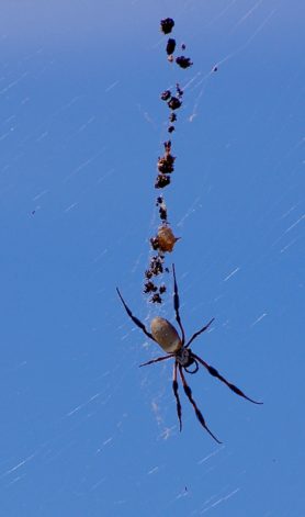 Picture of Trichonephila edulis (Australian Golden Orb-weaver) - Dorsal,Webs