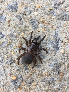 Picture of Cyclocosmia truncata (Ravine Trapdoor Spider) - Dorsal