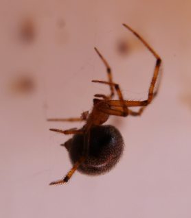 Picture of Theridiidae (Cobweb Weavers) - Lateral