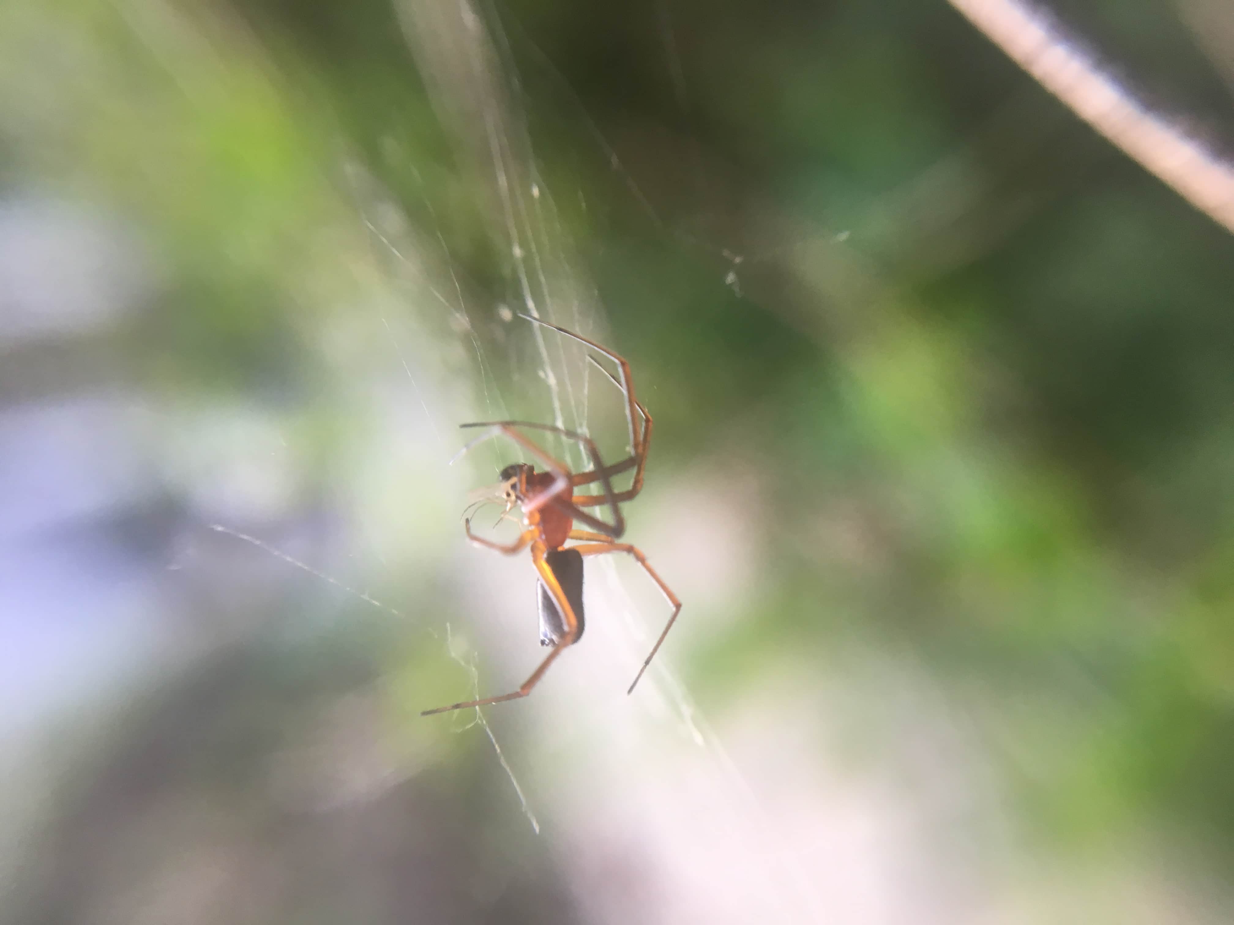 Picture of Frontinella pyramitela (Bowl and Doily Weaver) - Male - Lateral,Webs