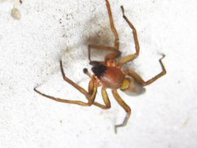 Picture of Clubionidae (Sac Spiders) - Male - Dorsal,Eyes,Parasite