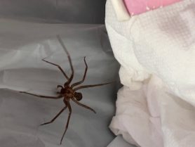 Picture of Loxosceles reclusa (Brown Recluse) - Dorsal