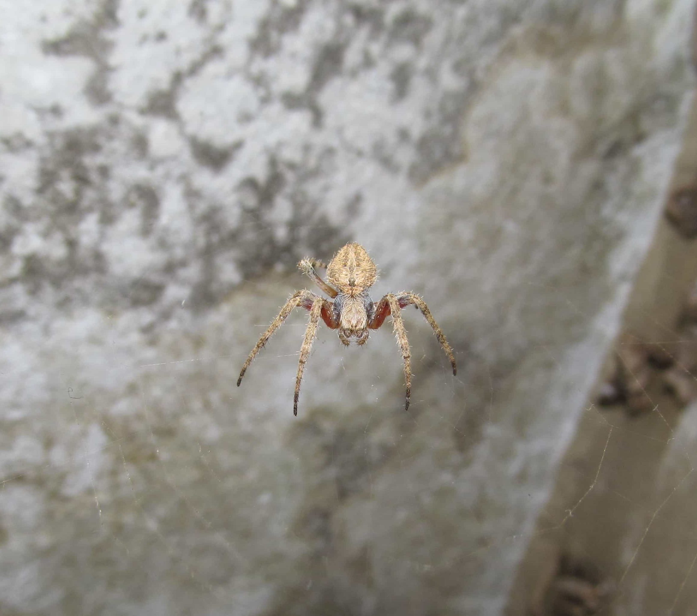 Picture of Neoscona (Spotted Orb-weavers) - Dorsal