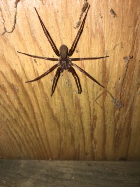 Picture of Zoropsidae (False Wolf Spiders) - Dorsal