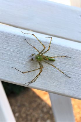 Picture of Peucetia viridans (Green Lynx Spider) - Male - Dorsal,Eyes
