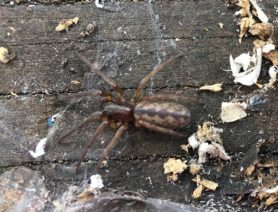 Picture of Segestria pacifica - Dorsal,Webs