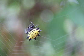 Picture of Gasteracantha cancriformis (Spiny-backed Orb-weaver) - Dorsal,Webs