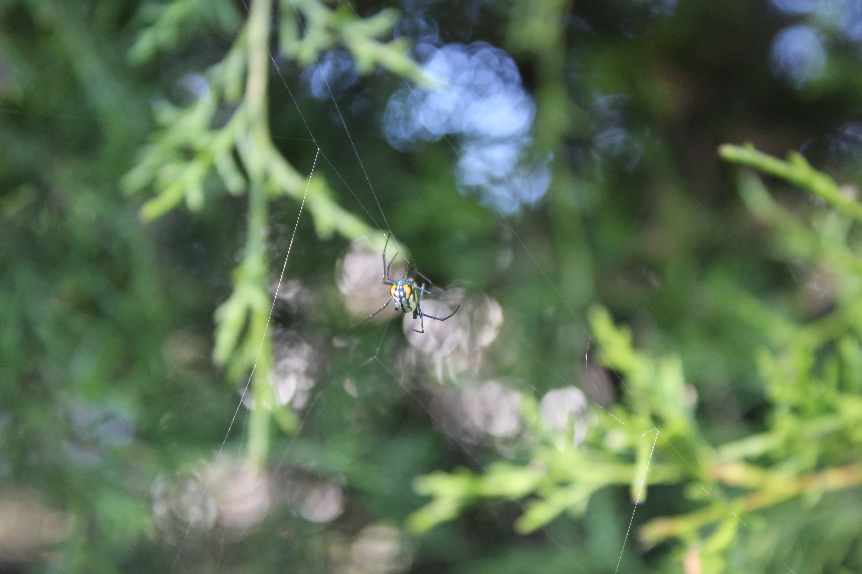 Picture of Leucauge argyrobapta (Mabel Orchard Orb-weaver) - Dorsal,Webs