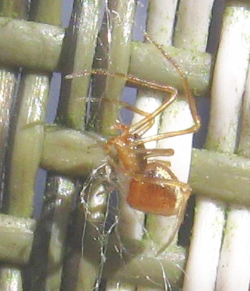 Picture of Neospintharus trigonum - Lateral