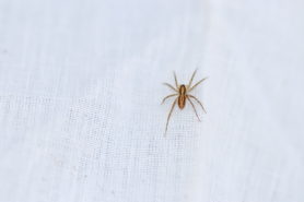 Spiders in India - Species & Pictures