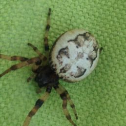 Featured spider picture of Larinioides cornutus (Furrow Orb-weaver)