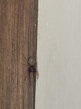 Picture of Trachelas tranquillus (Broad-faced Sac Spider)