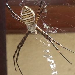 Featured spider picture of Argiope trifasciata (Banded Garden Spider)