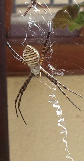 Picture of Argiope trifasciata (Banded Garden Spider) - Male,Female - Dorsal,Webs