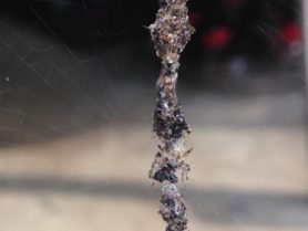 Picture of Cyclosa spp. (Trashline Orb-weavers) - Dorsal,Webs,Prey