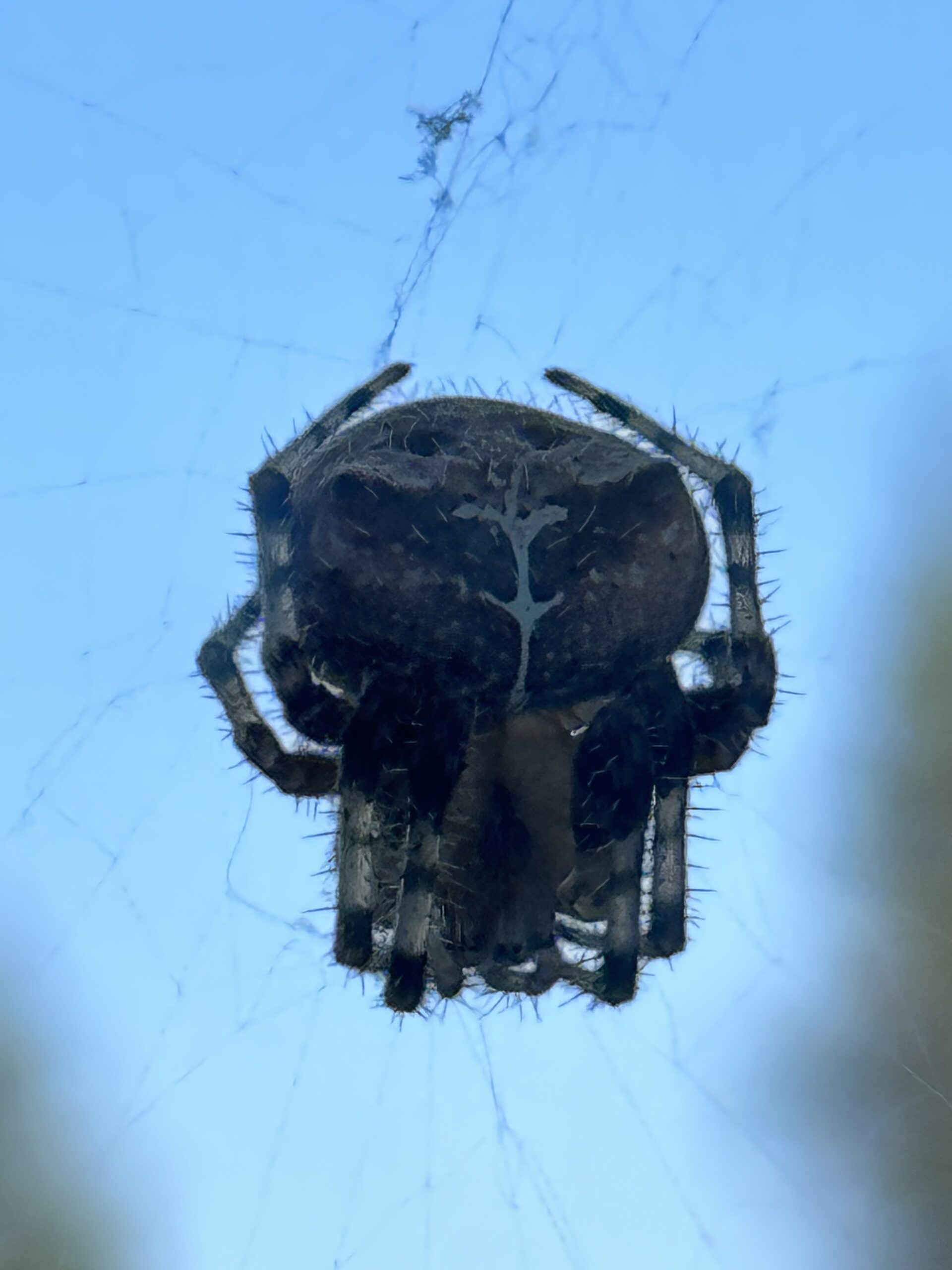 Picture of Araneus gemmoides (Cat-faced Spider)
