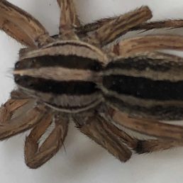 Featured spider picture of Rabidosa punctulata (Dotted Wolf Spider)