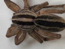 Picture of Rabidosa punctulata (Dotted Wolf Spider) - Dorsal