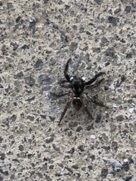 Picture of Anasaitis canosa (Twin-flagged Jumping Spider) - Dorsal