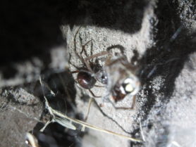 Picture of Steatoda spp. (False Widows) - Lateral