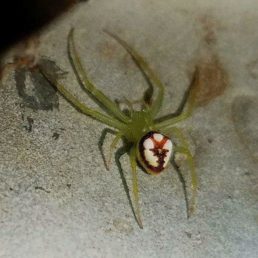 Featured spider picture of Araneus guttulatus