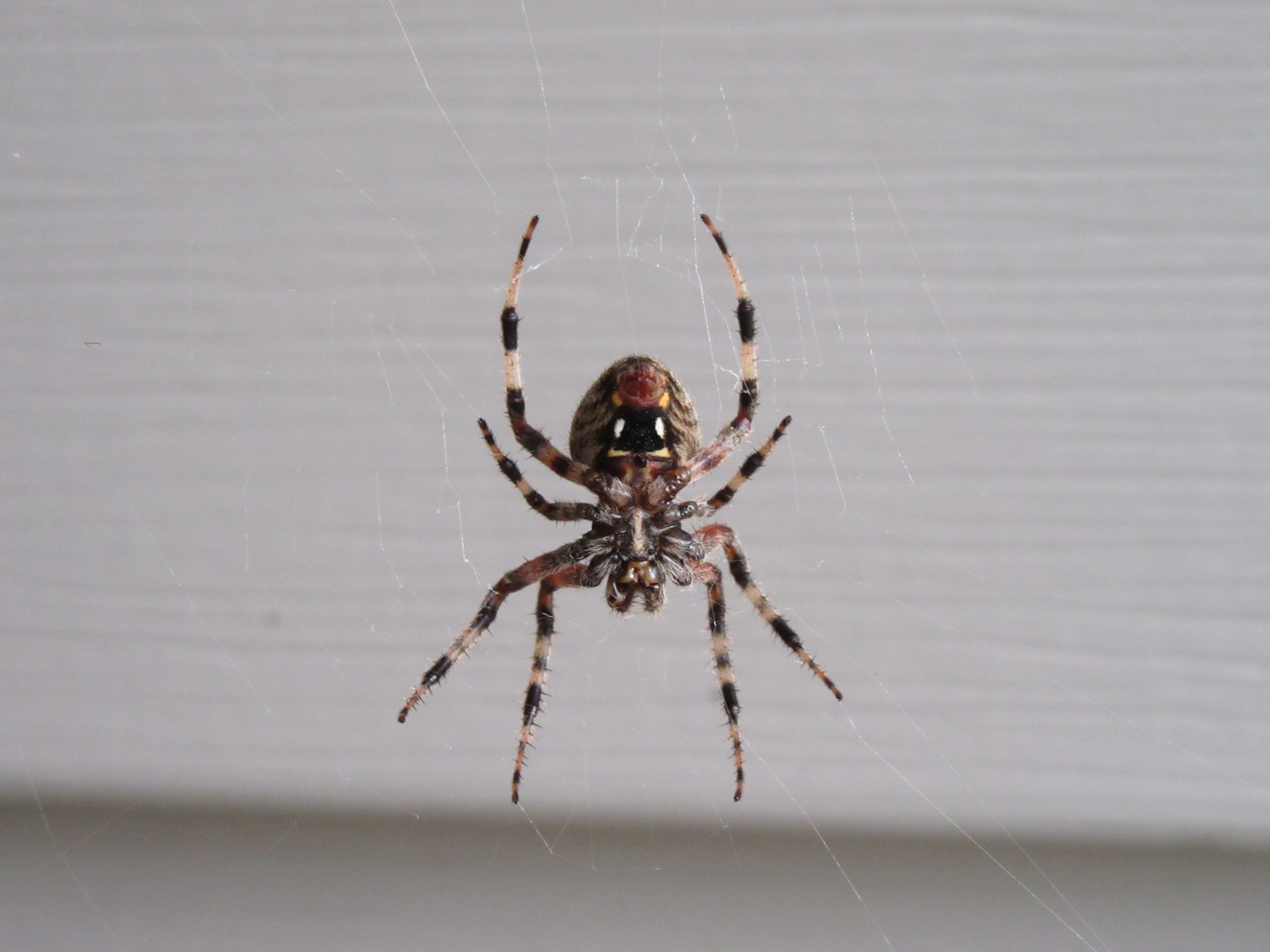 Picture of Neoscona (Spotted Orb-weavers) - Female - Ventral