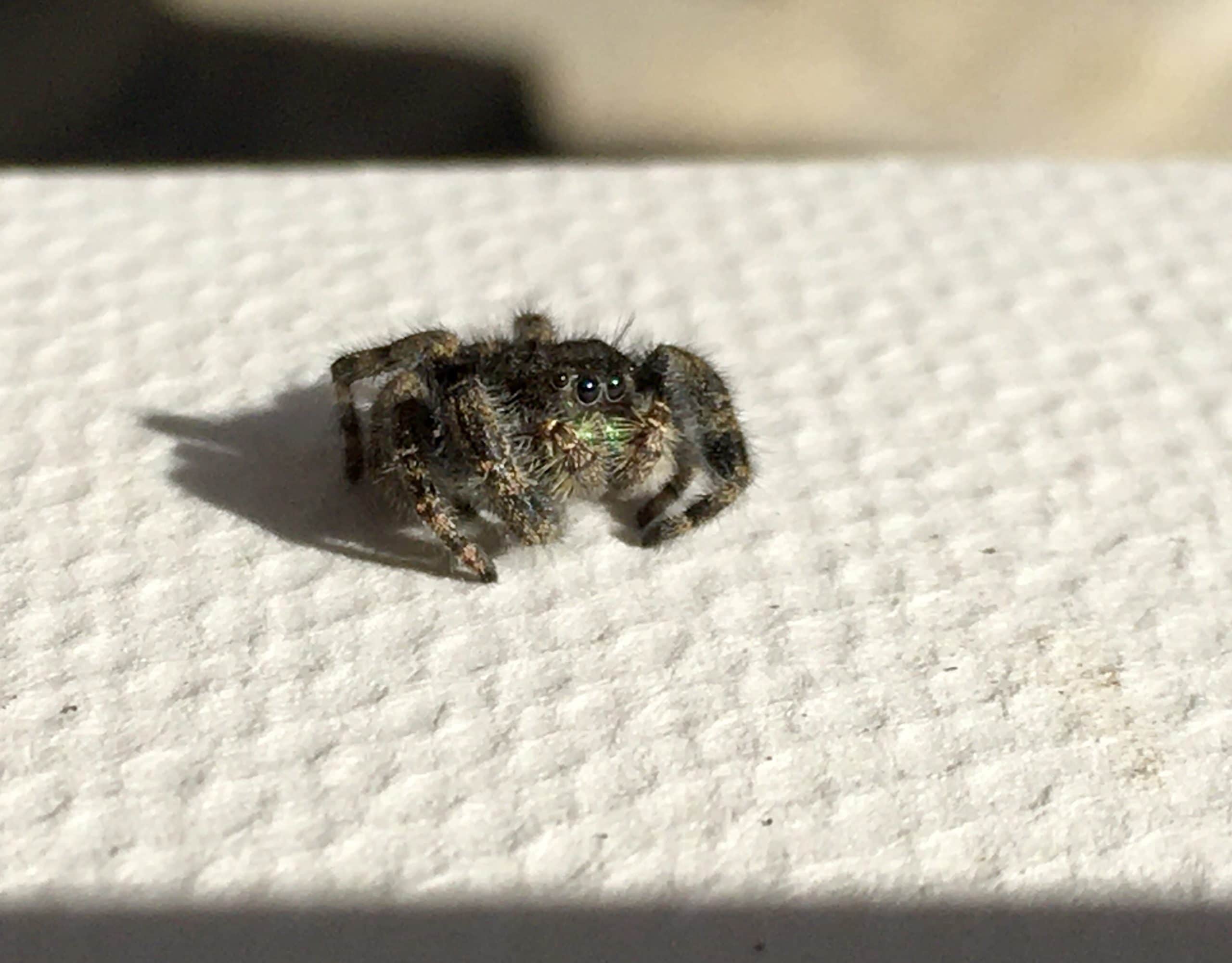 Unidentified spider in Columbus , Indiana United States