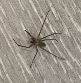 Picture of Loxosceles reclusa (Brown Recluse)