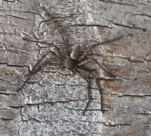 Picture of Heteropoda venatoria (Huntsman Spider) - Dorsal