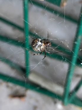 Picture of Parasteatoda tepidariorum (Common House Spider) - Ventral,Webs