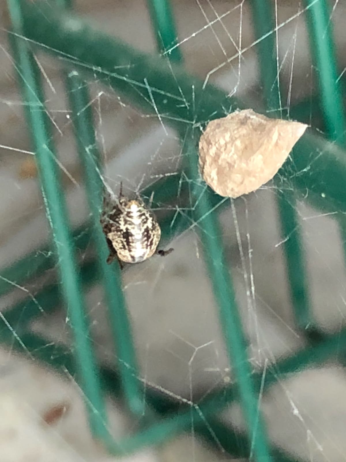 Picture of Parasteatoda tepidariorum (Common House Spider) - Female - Dorsal,Egg sacs,Webs
