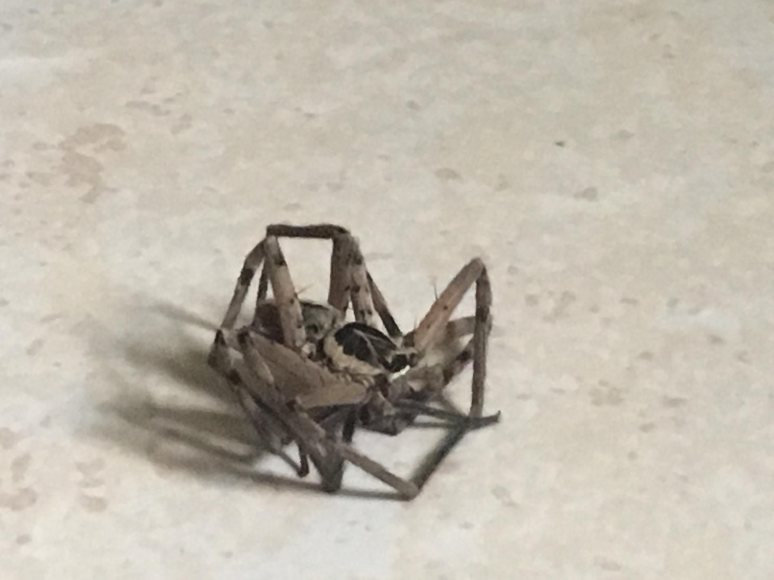 Picture of Heteropoda venatoria (Huntsman Spider) - Male - Lateral