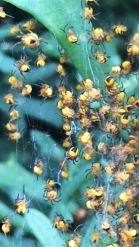 Picture of Araneus spp. (Angulate & Round-shouldered Orb-weavers) - Spiderlings,Webs