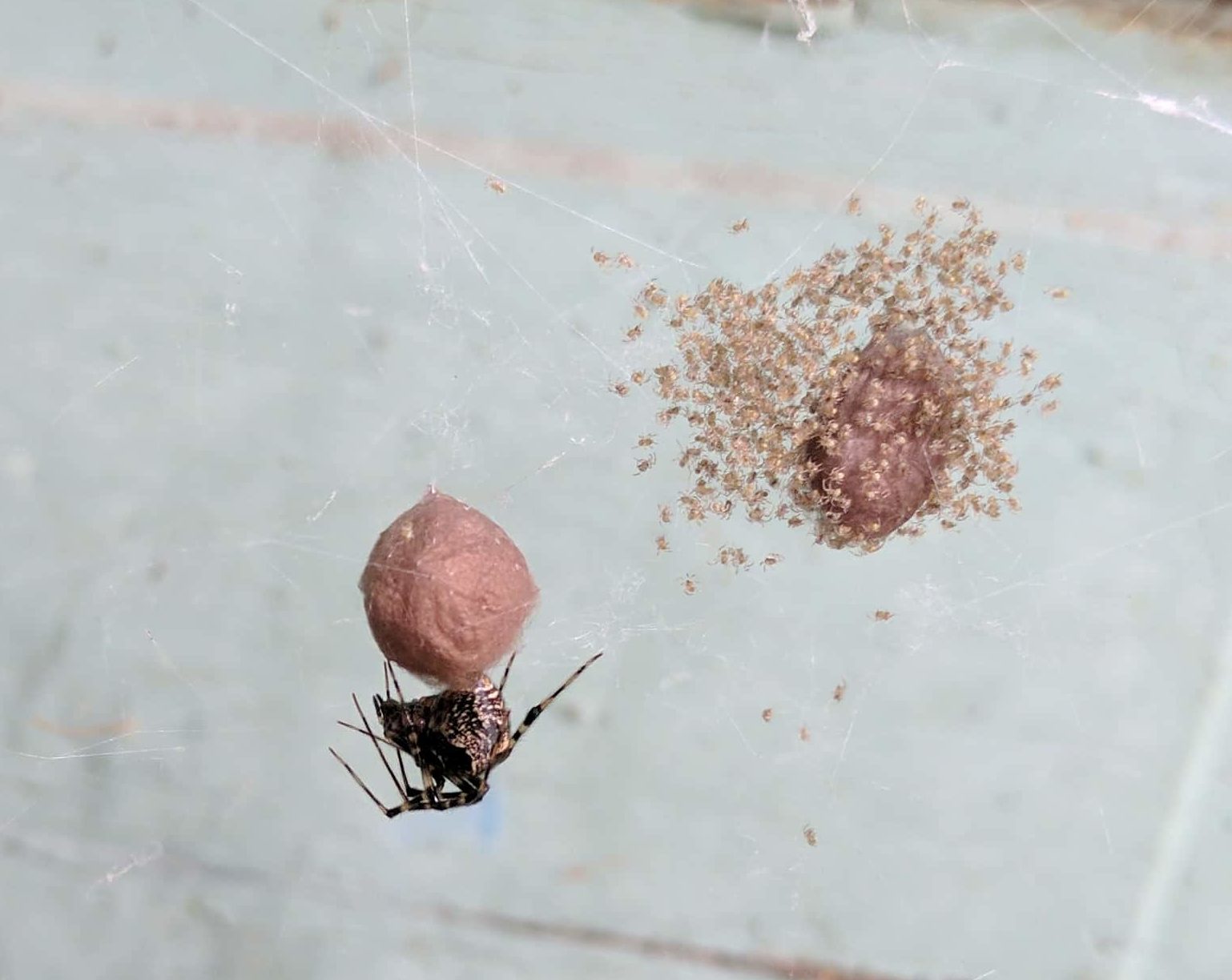 Picture of Parasteatoda tepidariorum (Common House Spider) - Female - Egg Sacs,Lateral,Spiderlings,Webs